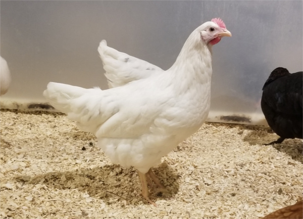 White Hybrids